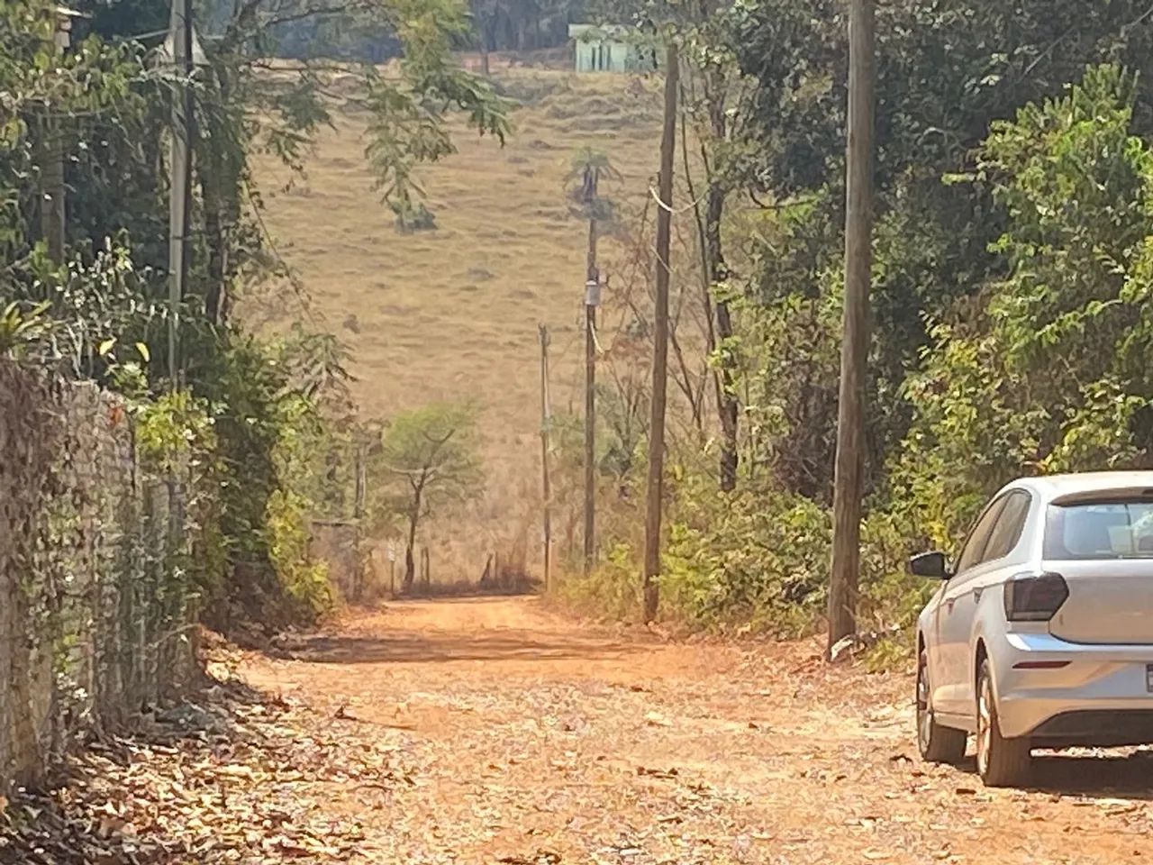 foto - Ibirité - Palmeiras (Parque Durval de Barros)