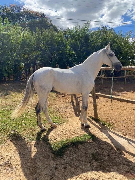 Cavalo Mangalarga Marchador - Foto 3