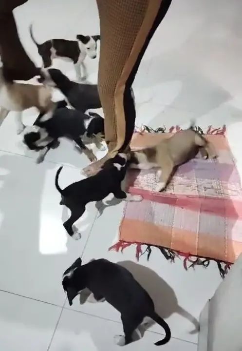 Filhotes, para doação