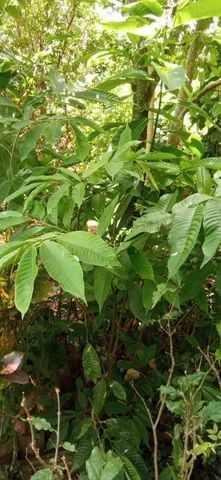 Vendo mudas de frutrificas e outras. - Foto 6