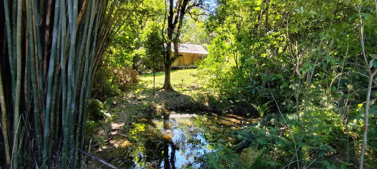 Chácara,no meio da floresta, 20 hectares 195,000,00