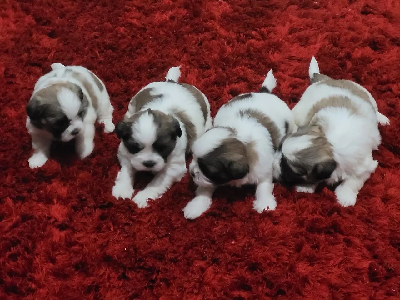 Shitzu mini lindos filhotes machos e fêmeas com garantia e kit filhote  - Foto 2