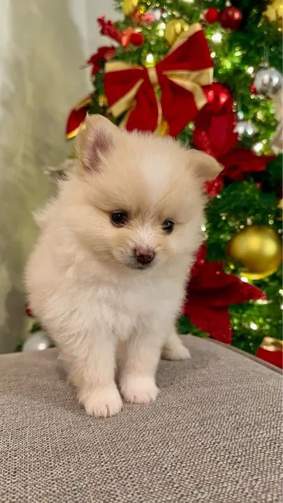 Filhote de Spitz Alemão - Foto 5