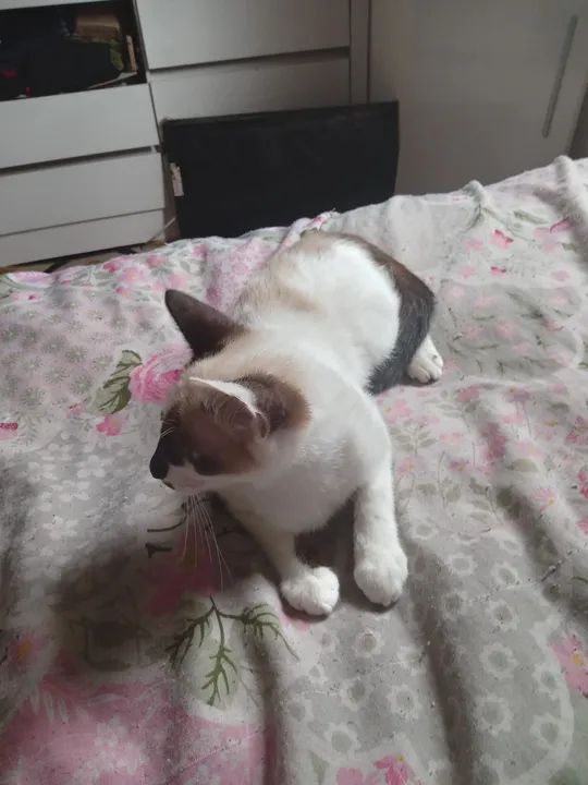 Gato siamês com angora pura raça e macho estou doando - Foto 4