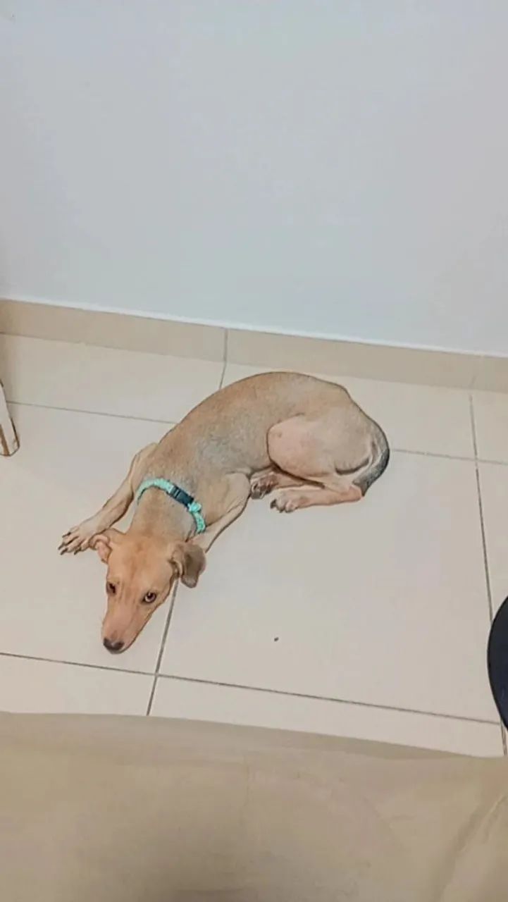 Cachorro SRD pra adoção  - Foto 5