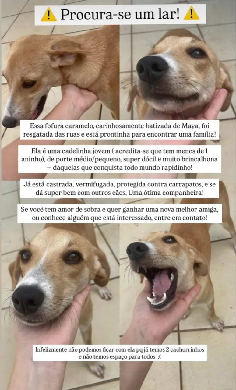 Adoção