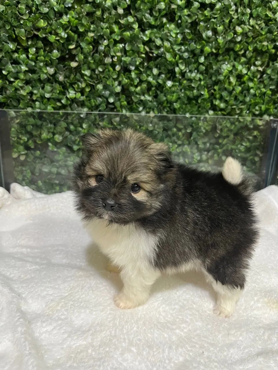 Spitz alemão Lulu da Pomerania - Foto 3