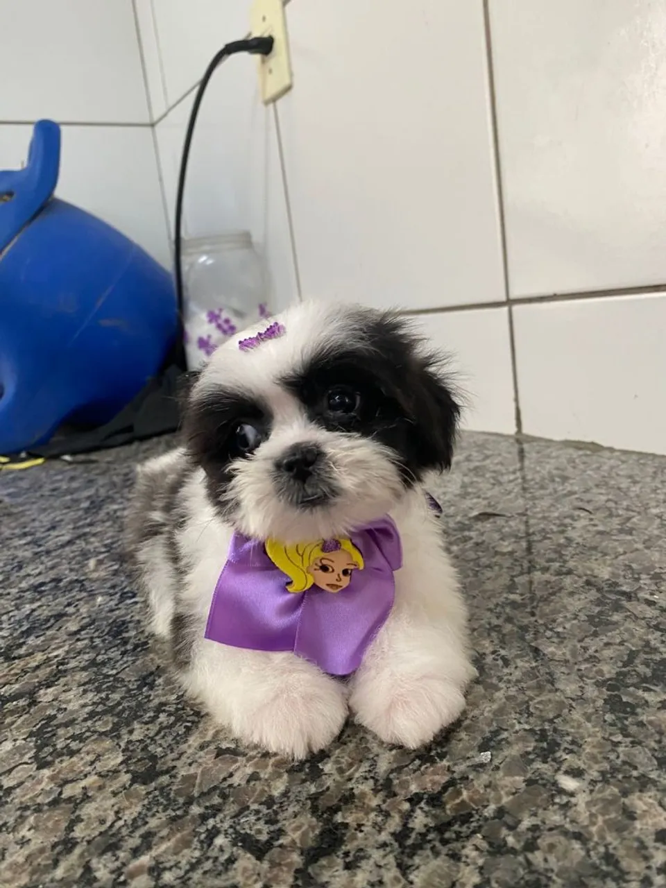Filhote Shih Tzu Micro