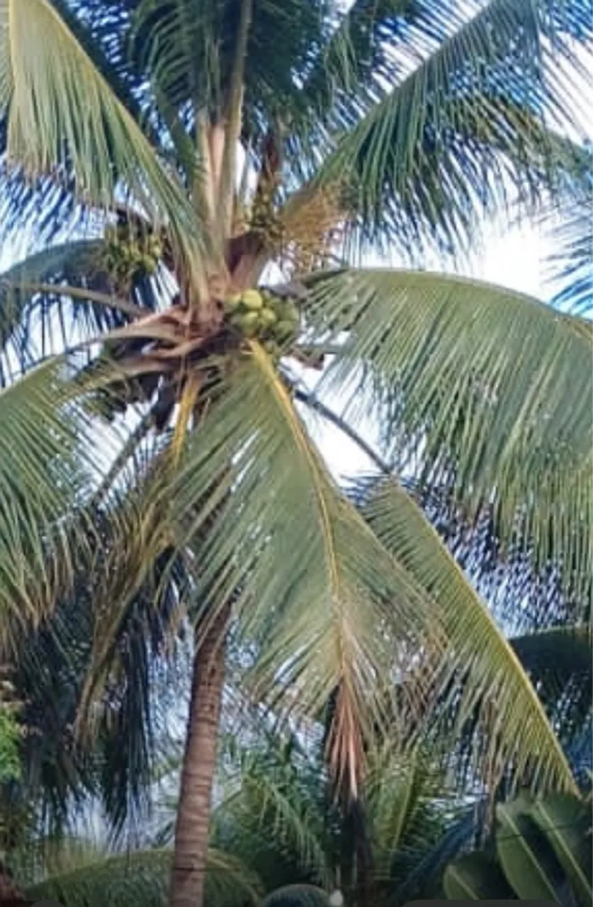 côco verde