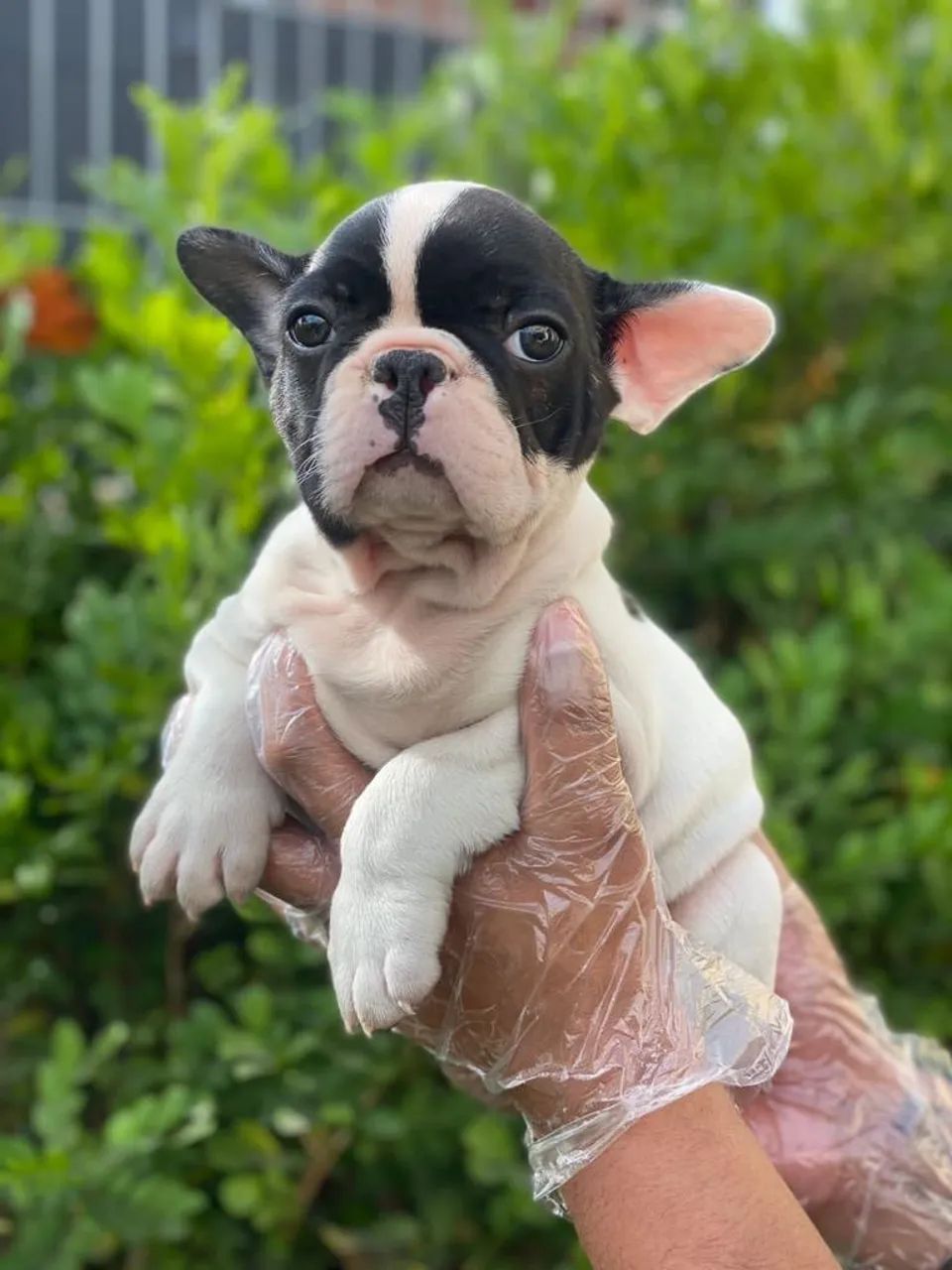 bulldog frances mascarado branco e preto macho com 61 dias 