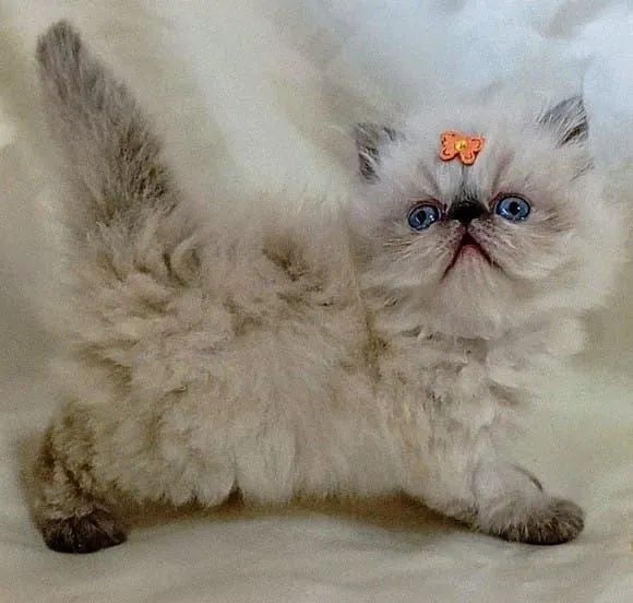 Filhotes de gatos persas/ himalaia/ exóticos 