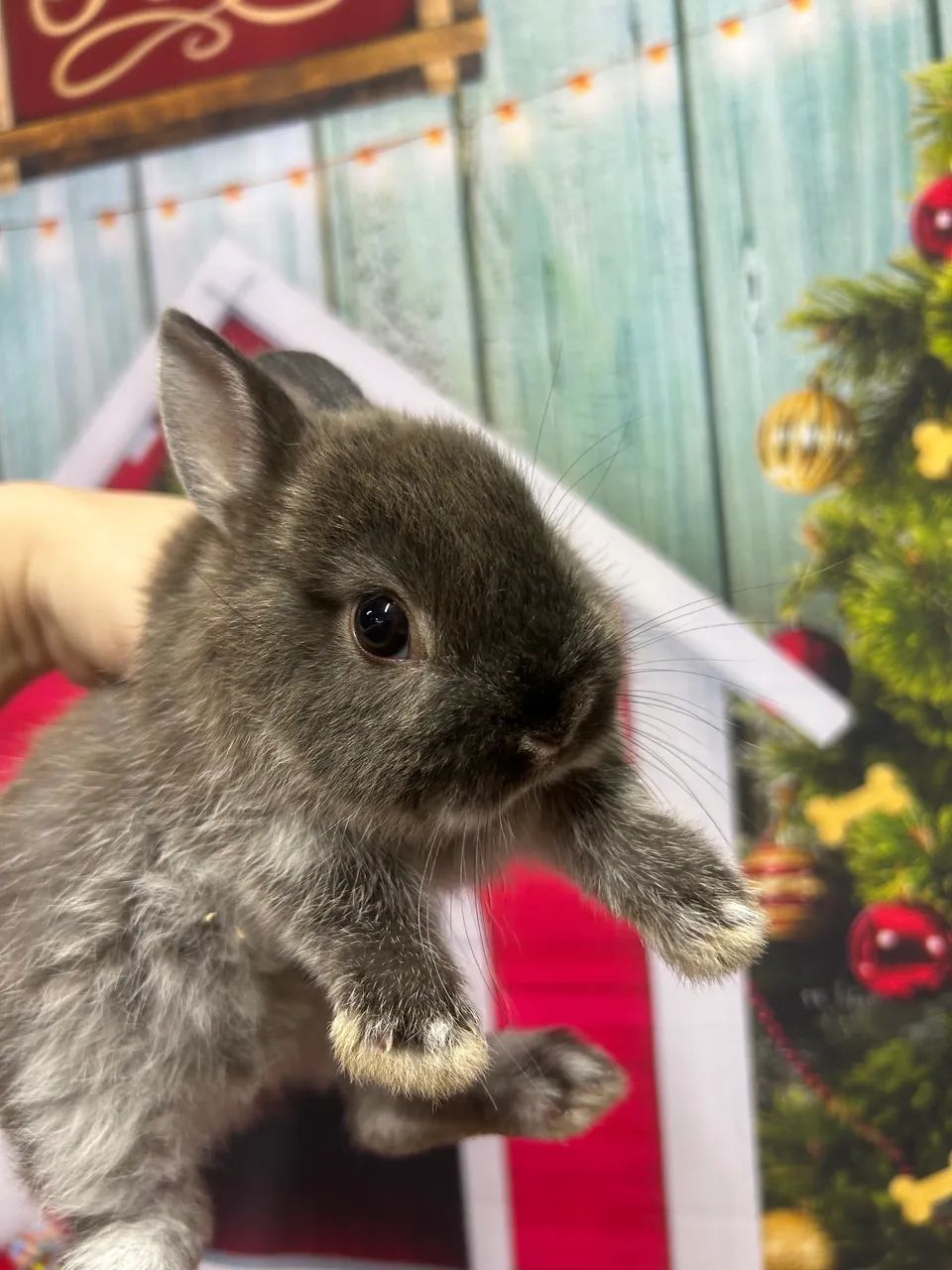 Mini coelho NETHERLAND 
