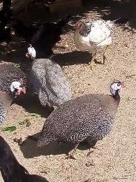 Vendo oito femia quase tudo pondo - Foto 4