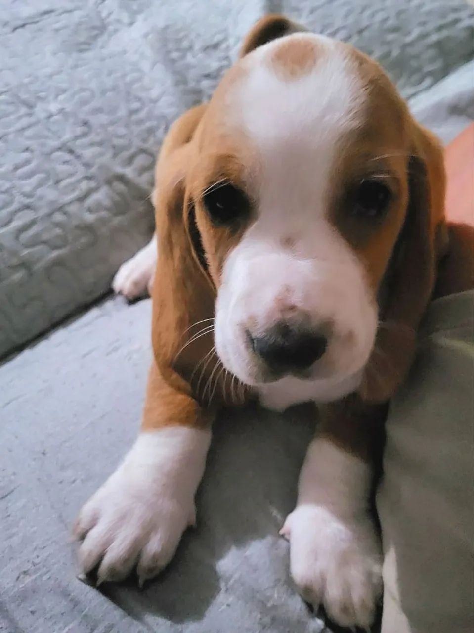 Filhote de Basset Hound - Foto 2