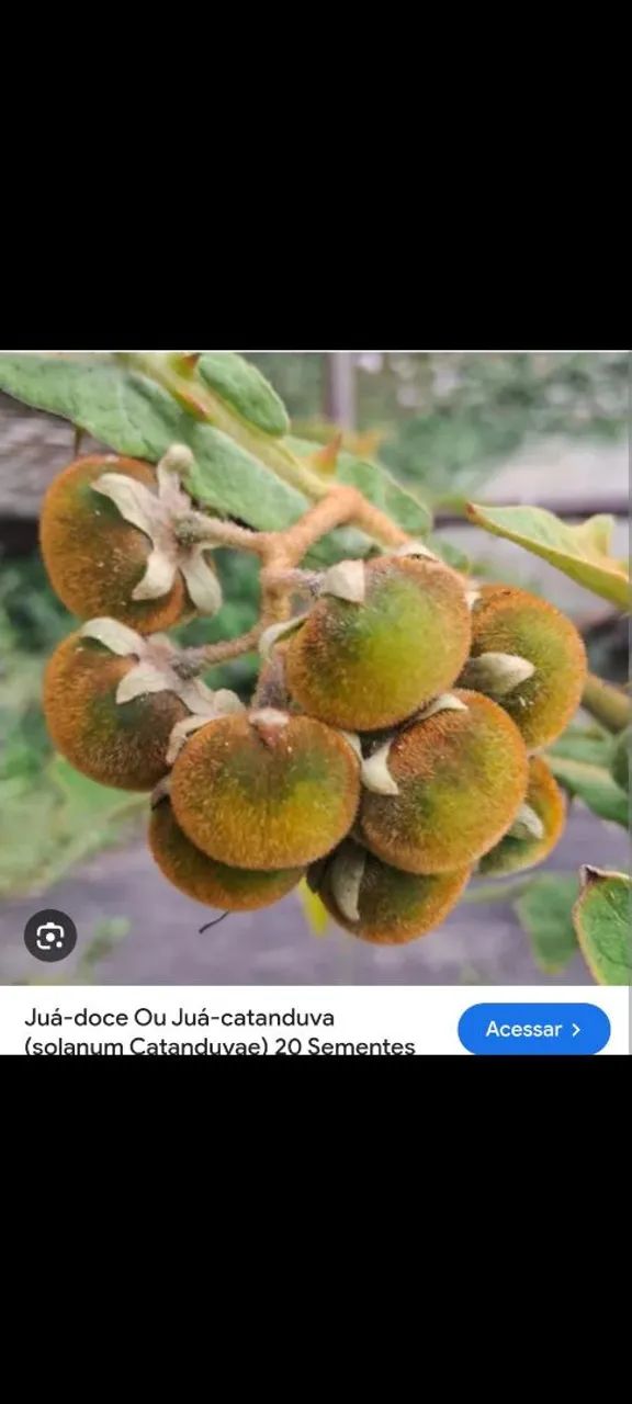 Muda de Juá catanduva fruta exótica com sabor de kiwi ? - Foto 3