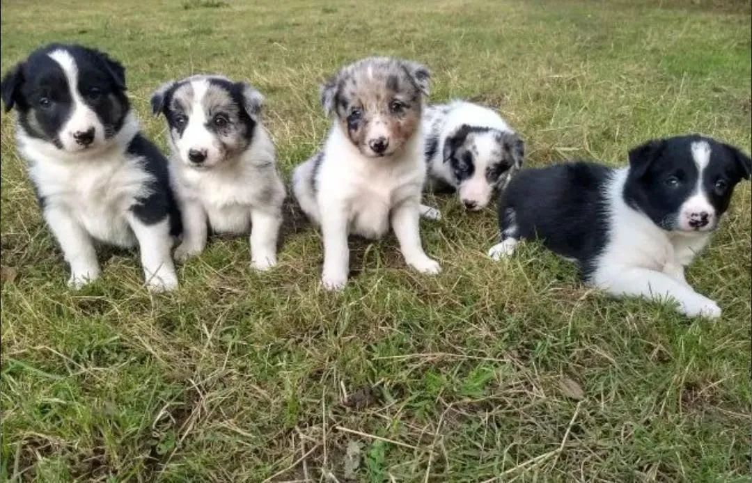 Filhotes Border Collie  - Foto 3