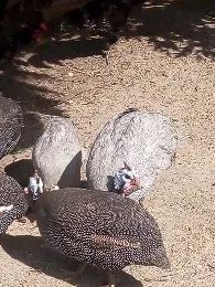 Vendo oito femia quase tudo pondo - Foto 2