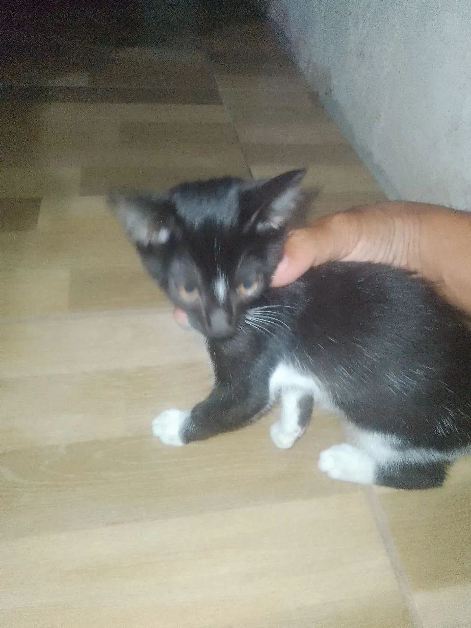 Gatinha preto e branco disponível para adoção