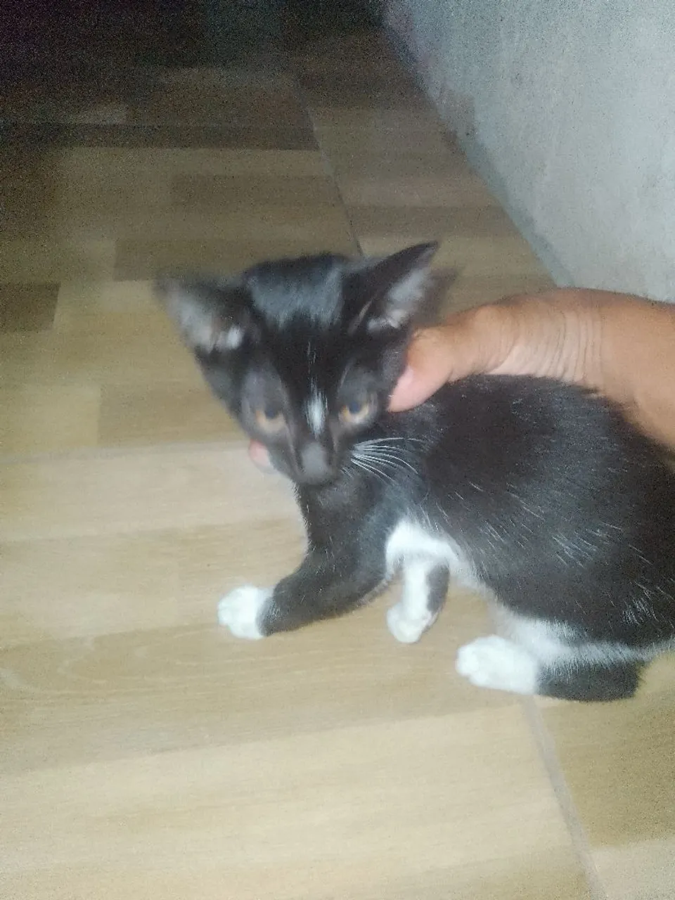Gatinha preto e branco disponível para adoção