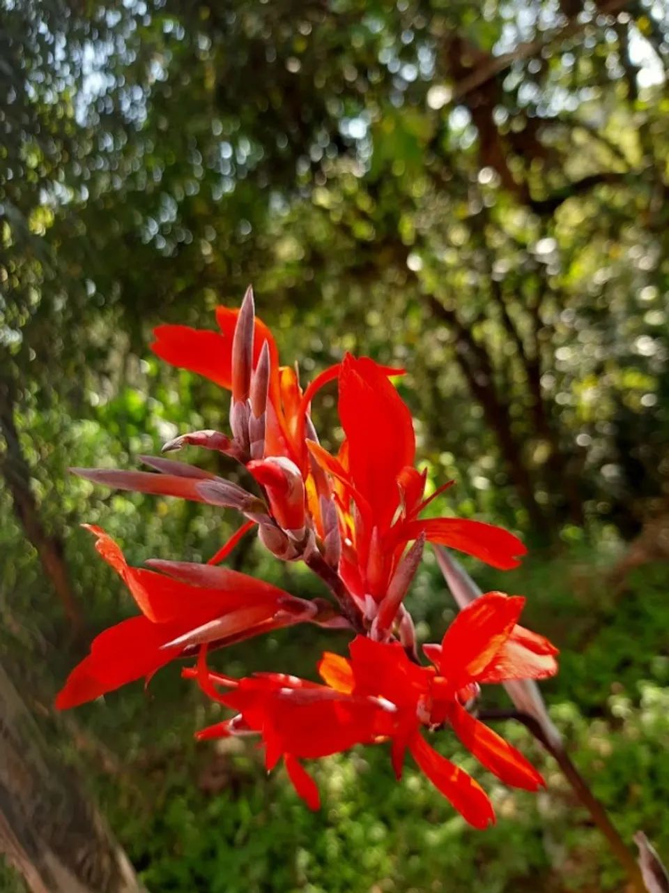 Jardinagem e Paisagismo - Foto 2