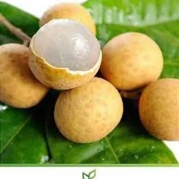 LONGAN FRUTIFERA COM 1,5M RETIRAR EM SOBRADINHO