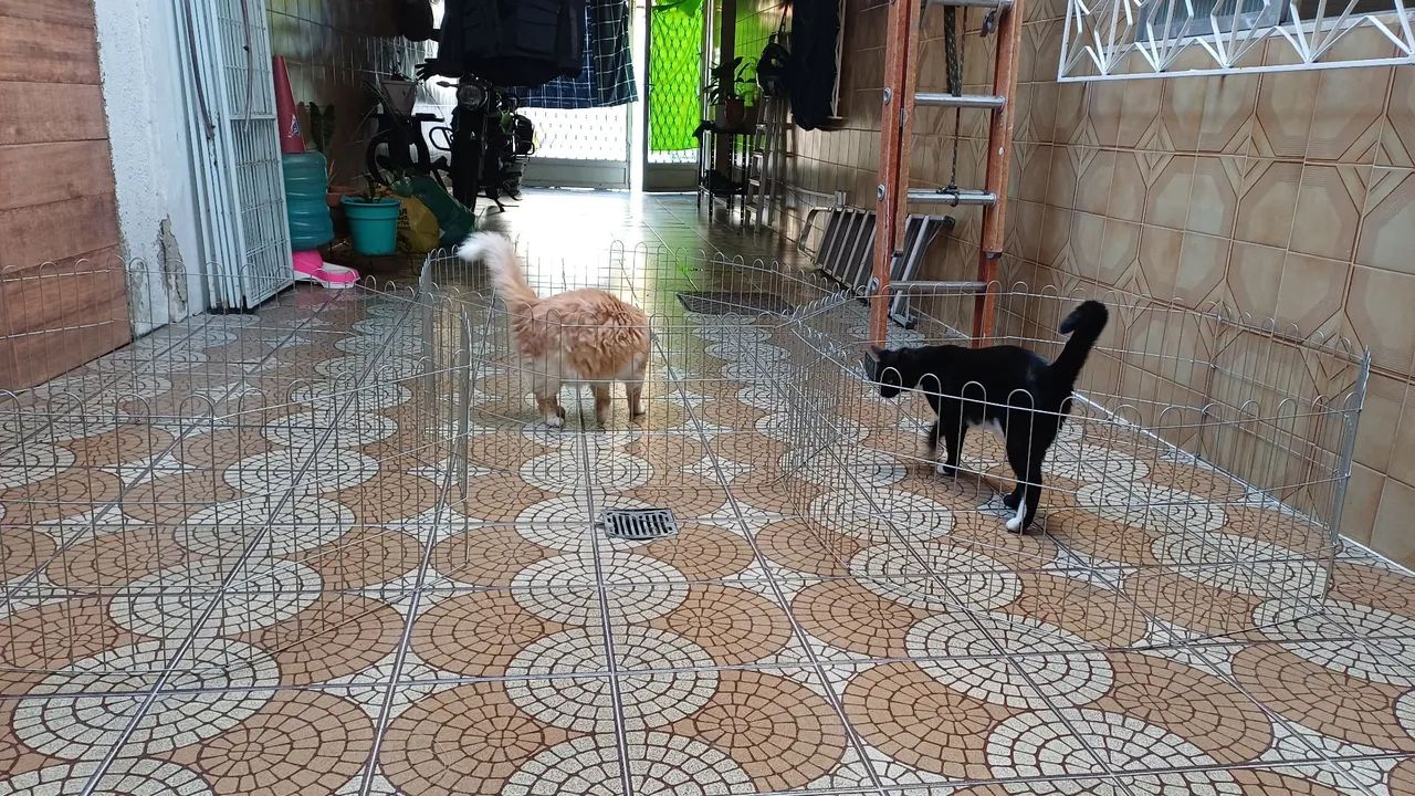 3 cercados galvanizados - Foto 4