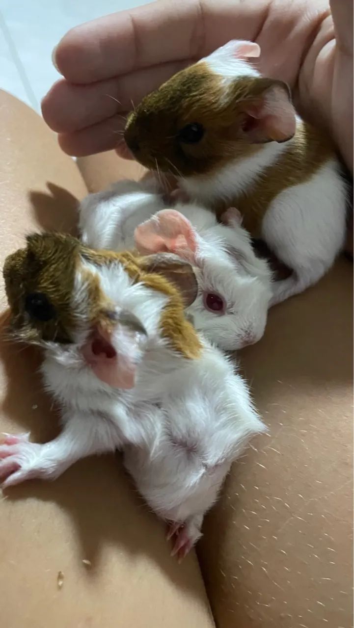 Porquinhos da índia 