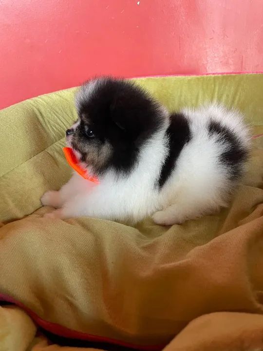 Filhote de lulu anão  - Foto 2