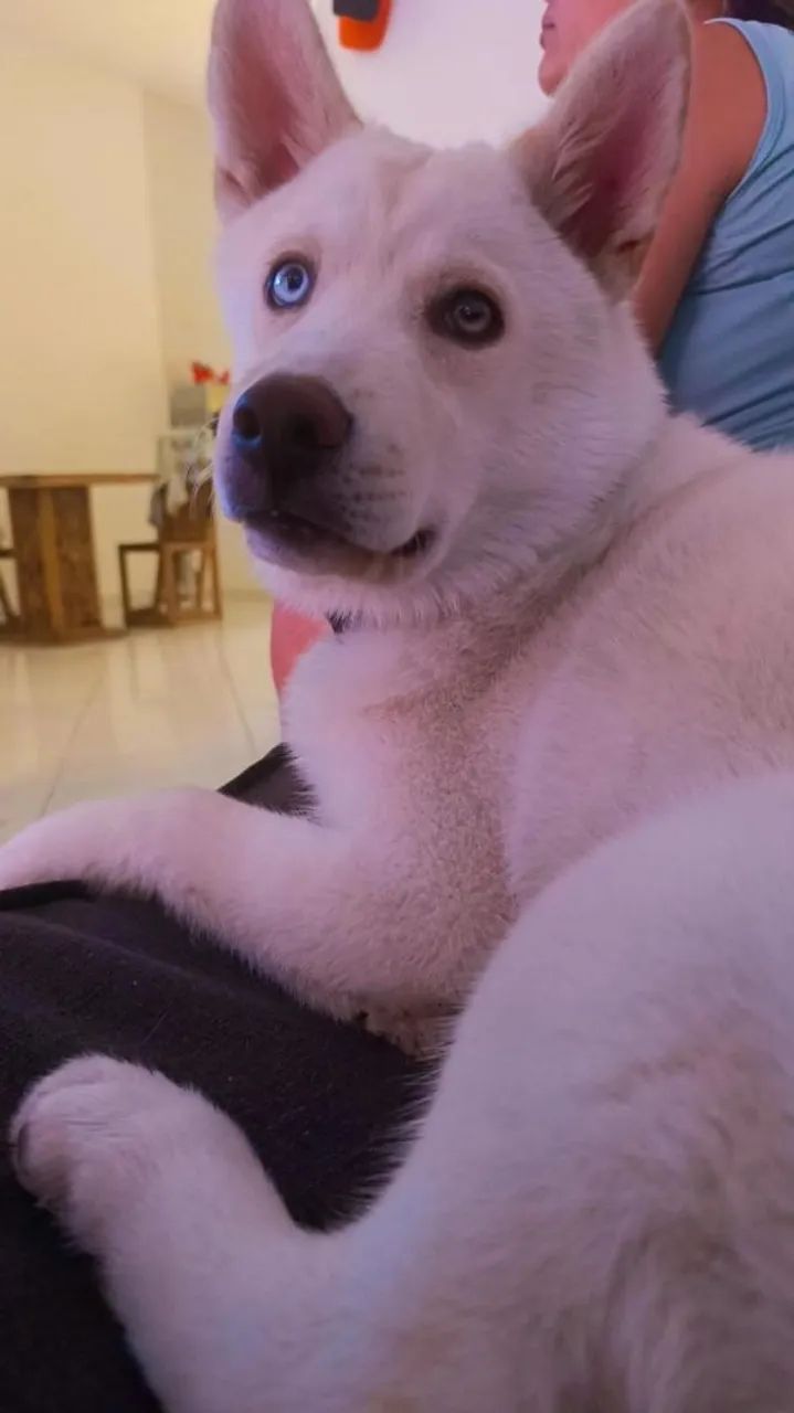 HUSKY SIBERIANO - Foto 2