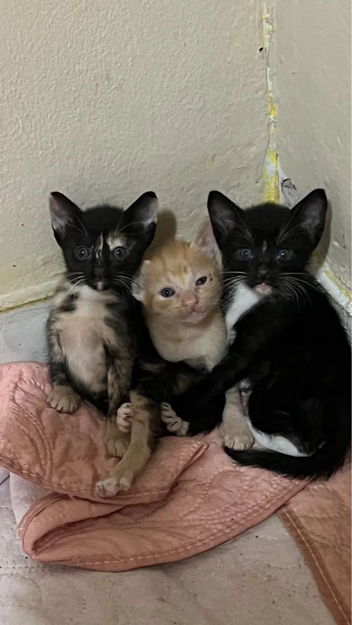 Adoção de gatinhos!  - Foto 3