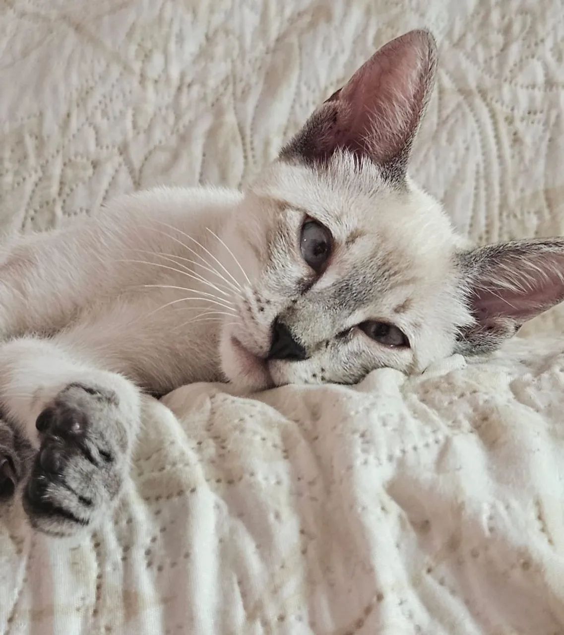 ADOÇAO GATA SIAMÊS  - Foto 3