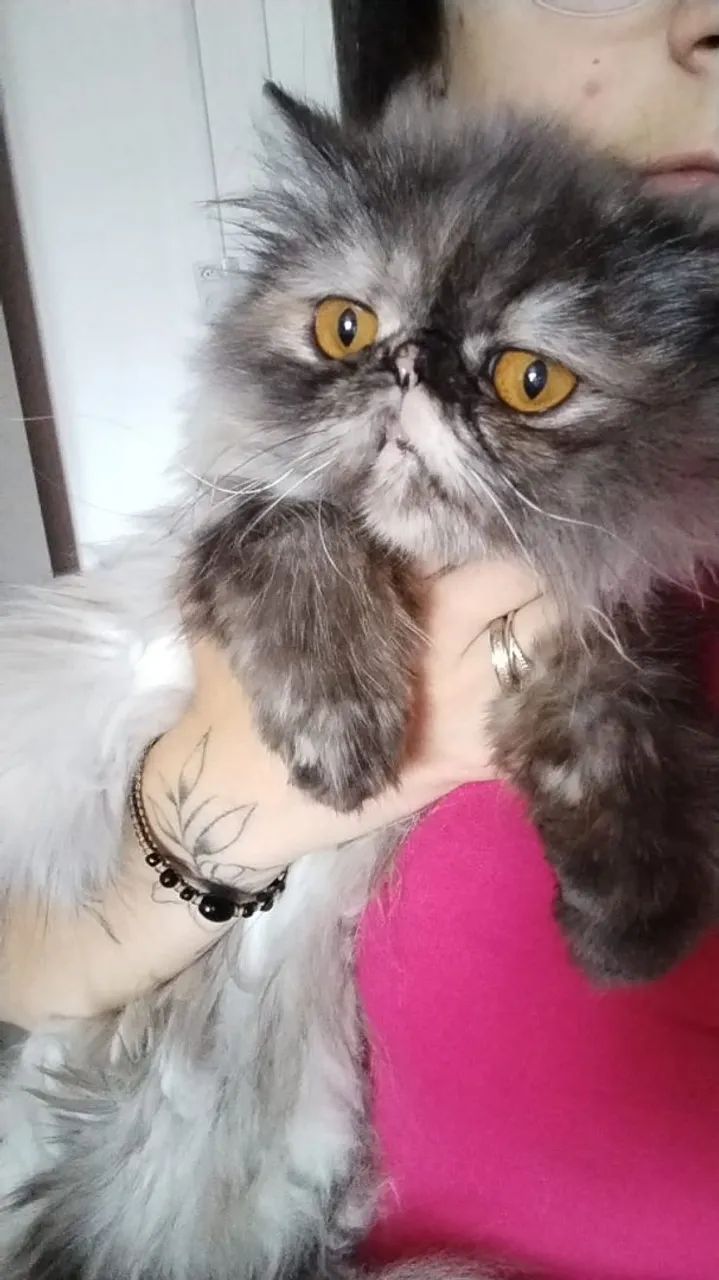 Linda gata persa  - Foto 2