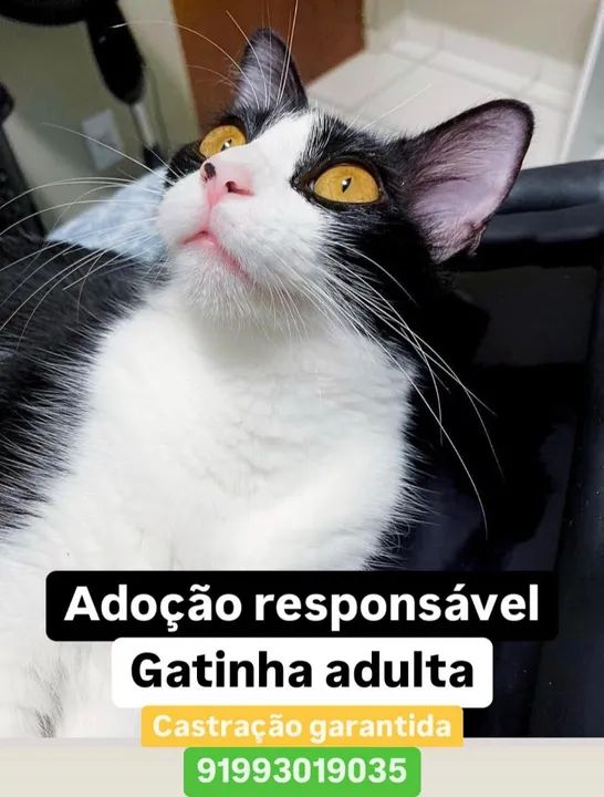 Gatinha adulta para adoção responsável