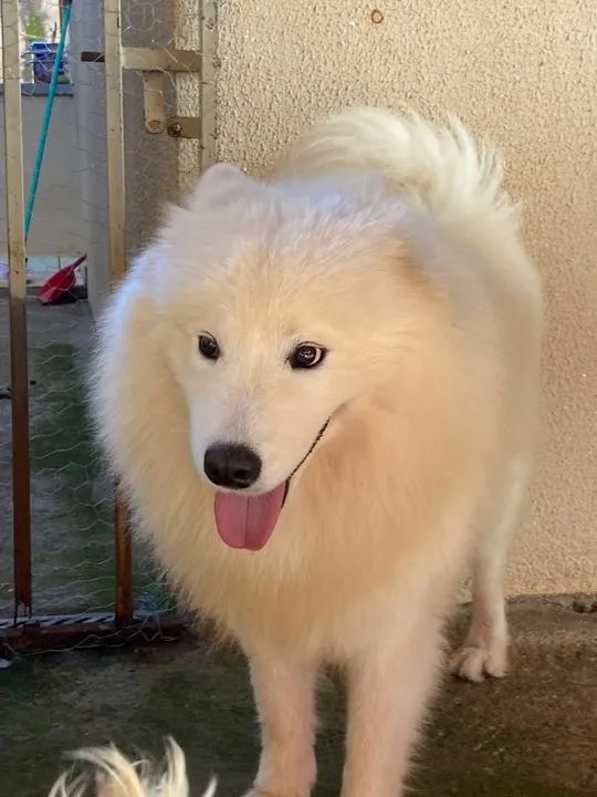 SAMOEIDA MACHO ADULTO