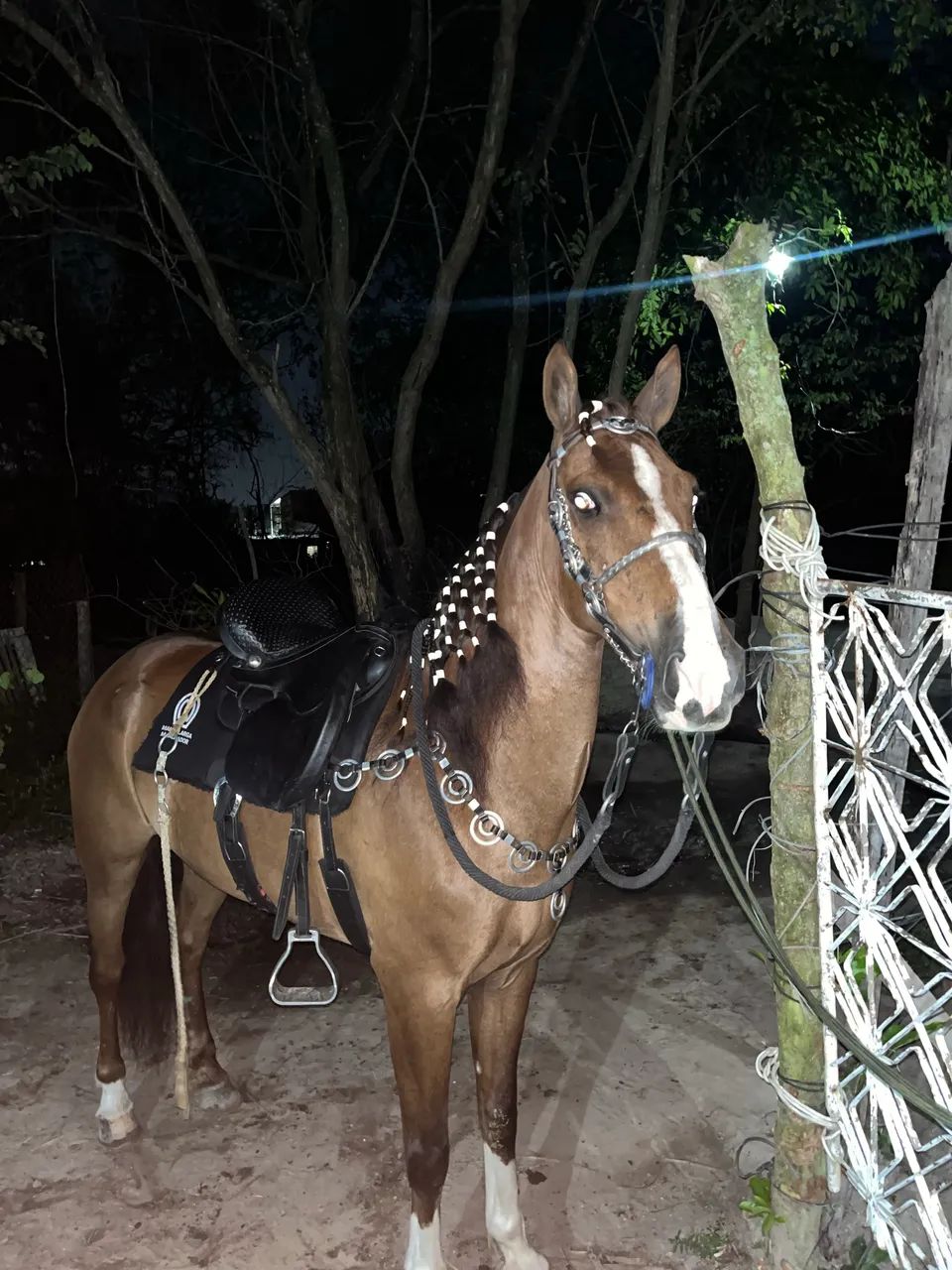 Cavalo à venda  - Foto 2