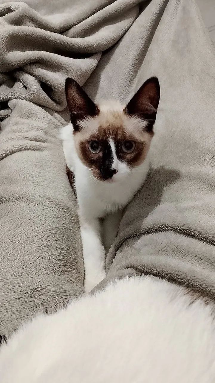 Gatinho Siames