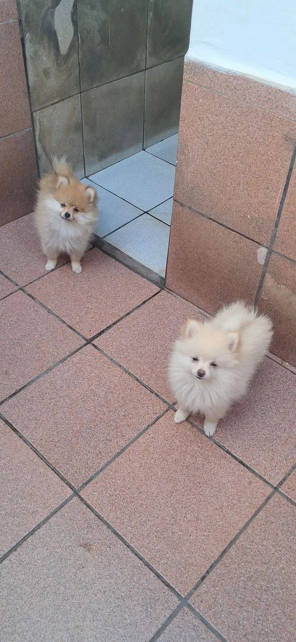 Spitz Alemão MACHOS 