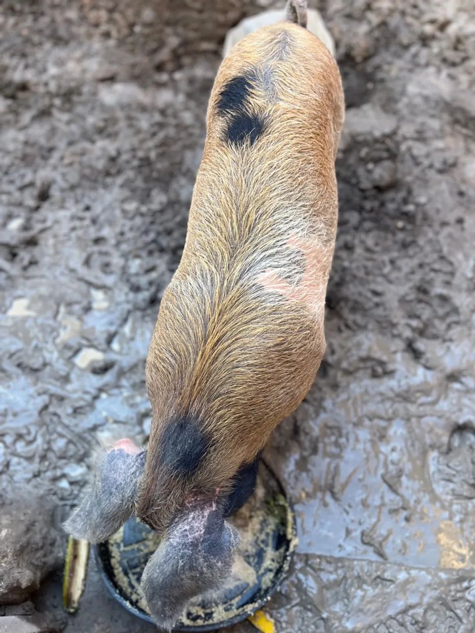 Porco - 4 meses  - Foto 4