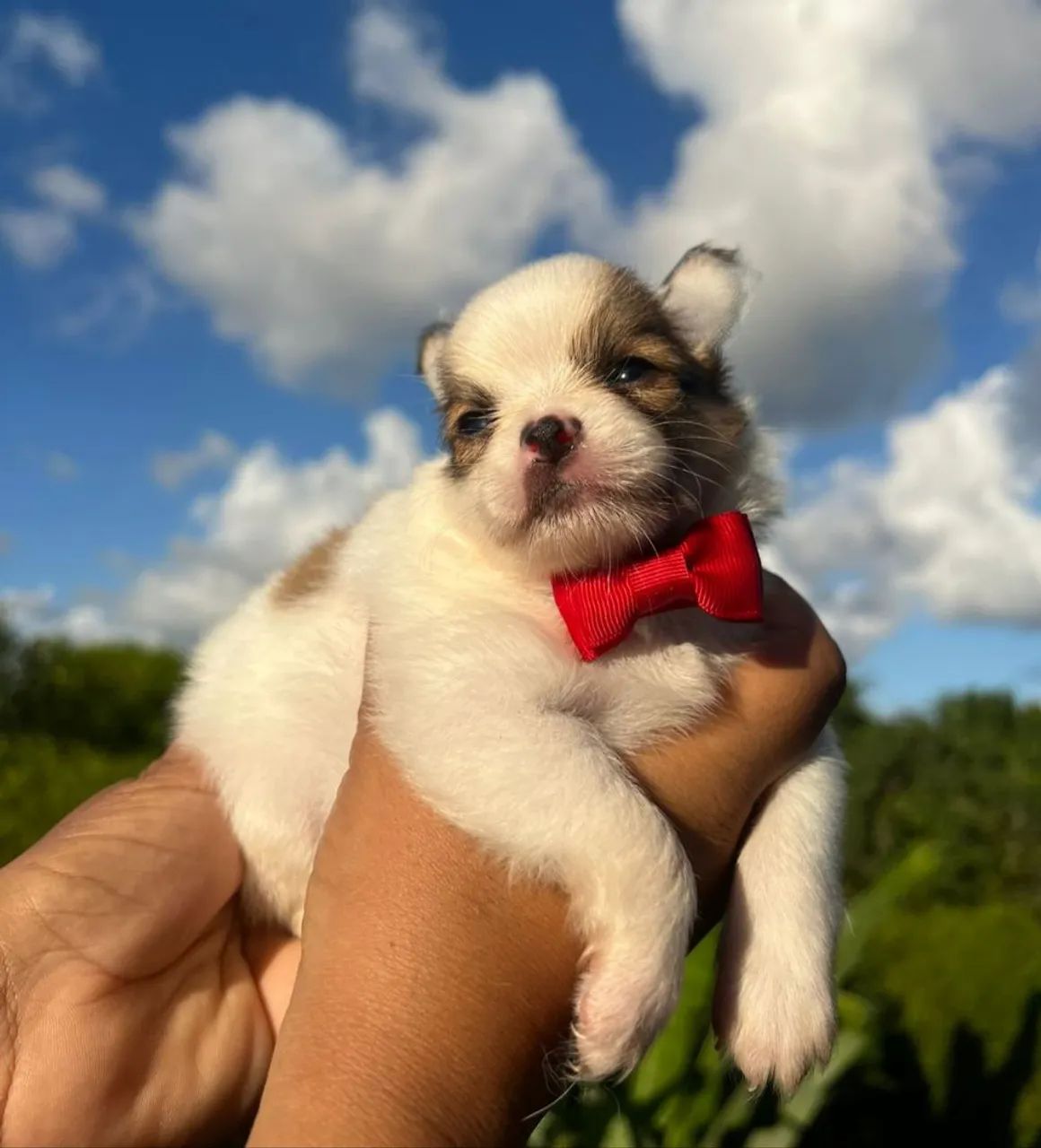 Filhote de Chihuahua pelo longo - Foto 3