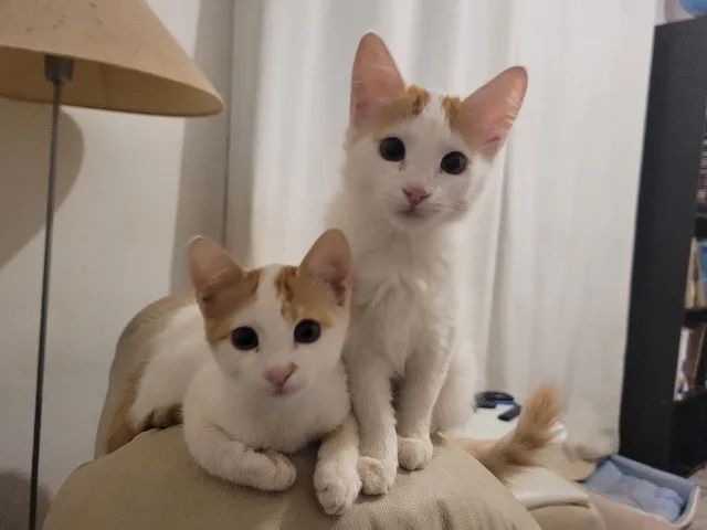Lindos gatinhos de dois meses e meio - Foto 3