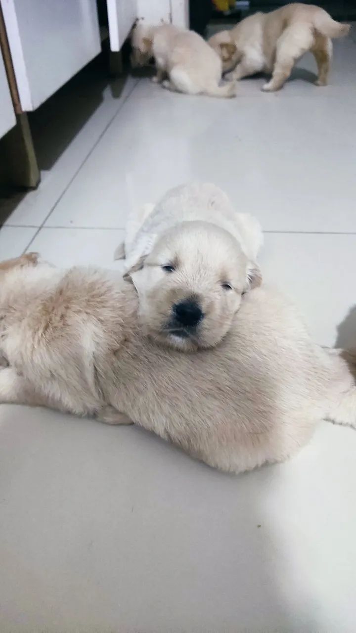 Filhotes Golden Retriever