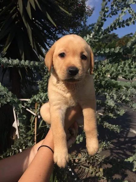 Labrador original, cabeçudo, padrão ingles