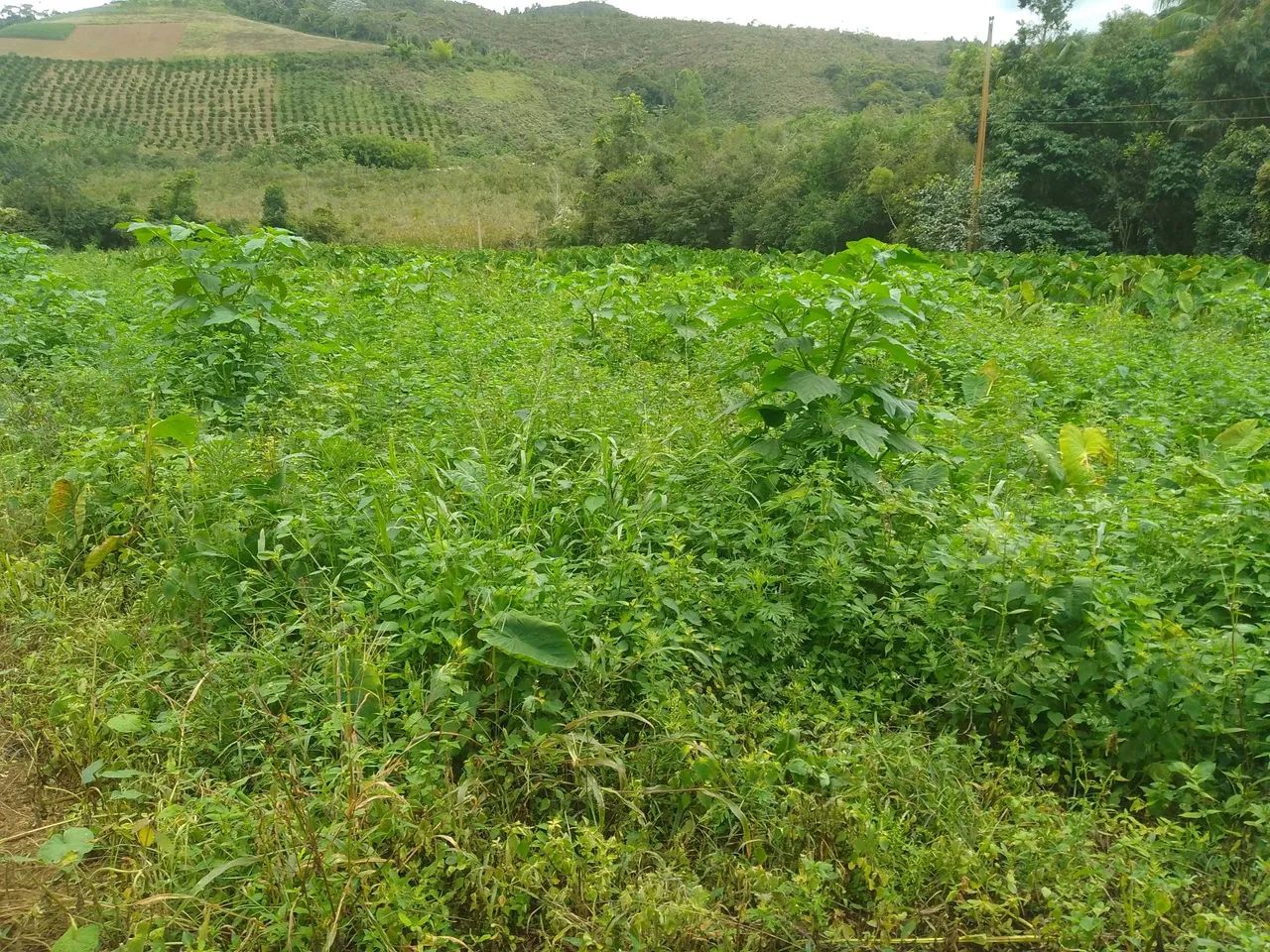 Sítio pedras azul 4 alqueires  - Foto 15