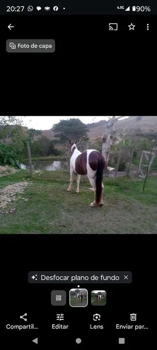 Égua pampa de castanha 6 anos - Foto 3