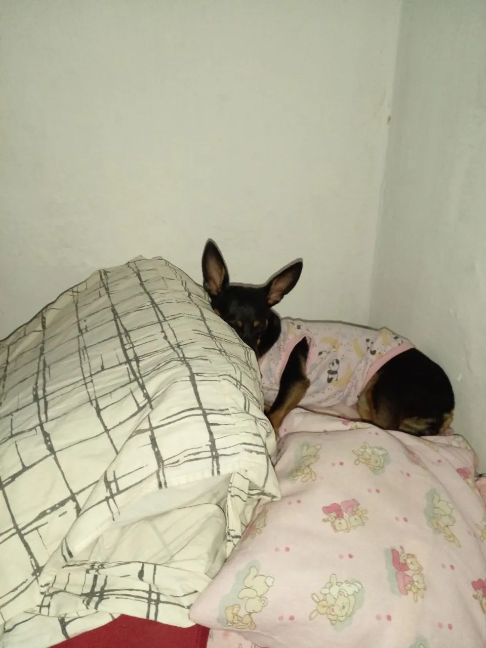 Pinscher Adorável e Charmoso