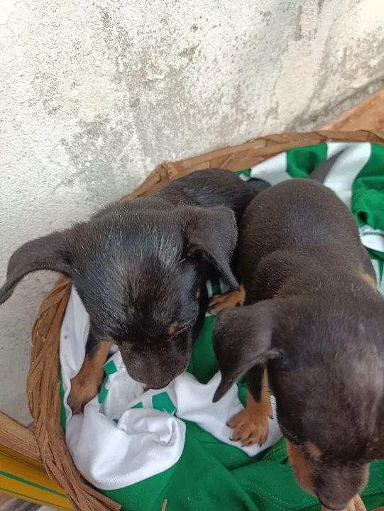 Vendo 2 filhotes de pinscher fêmea  - Foto 3