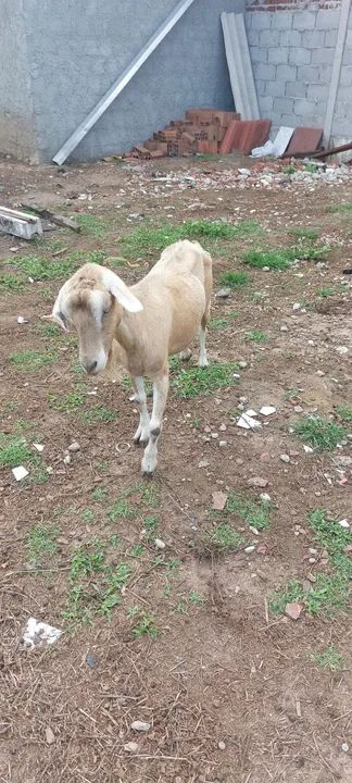 Cabra jovem de primeira cria .