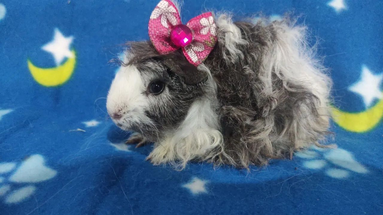 Fêmeas das raças peruana e lunkaria. - Foto 4