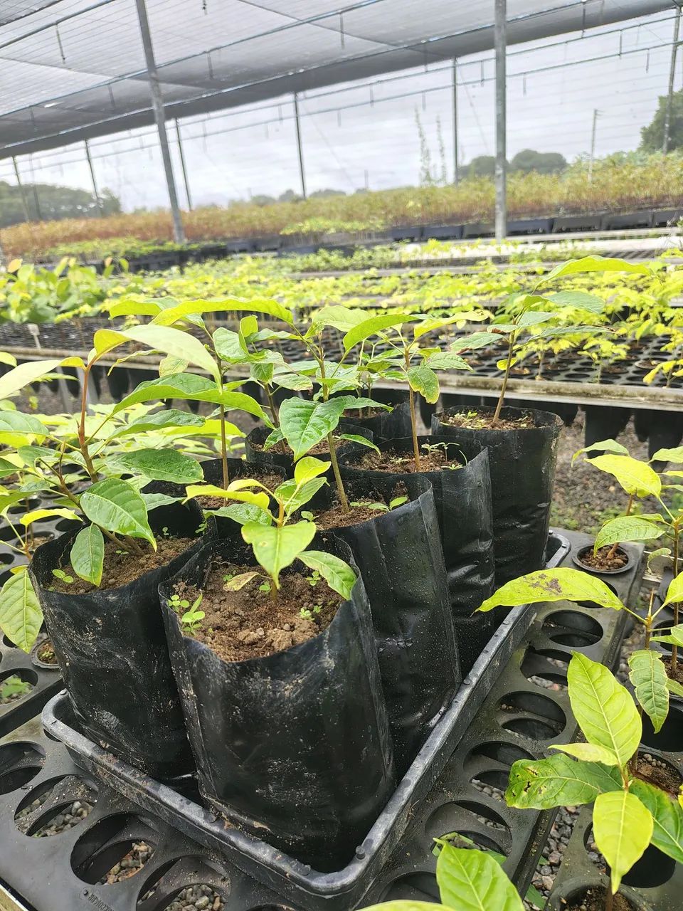 Mudas de Eucalipto Cloeziana e Espécies Nativas - Foto 2