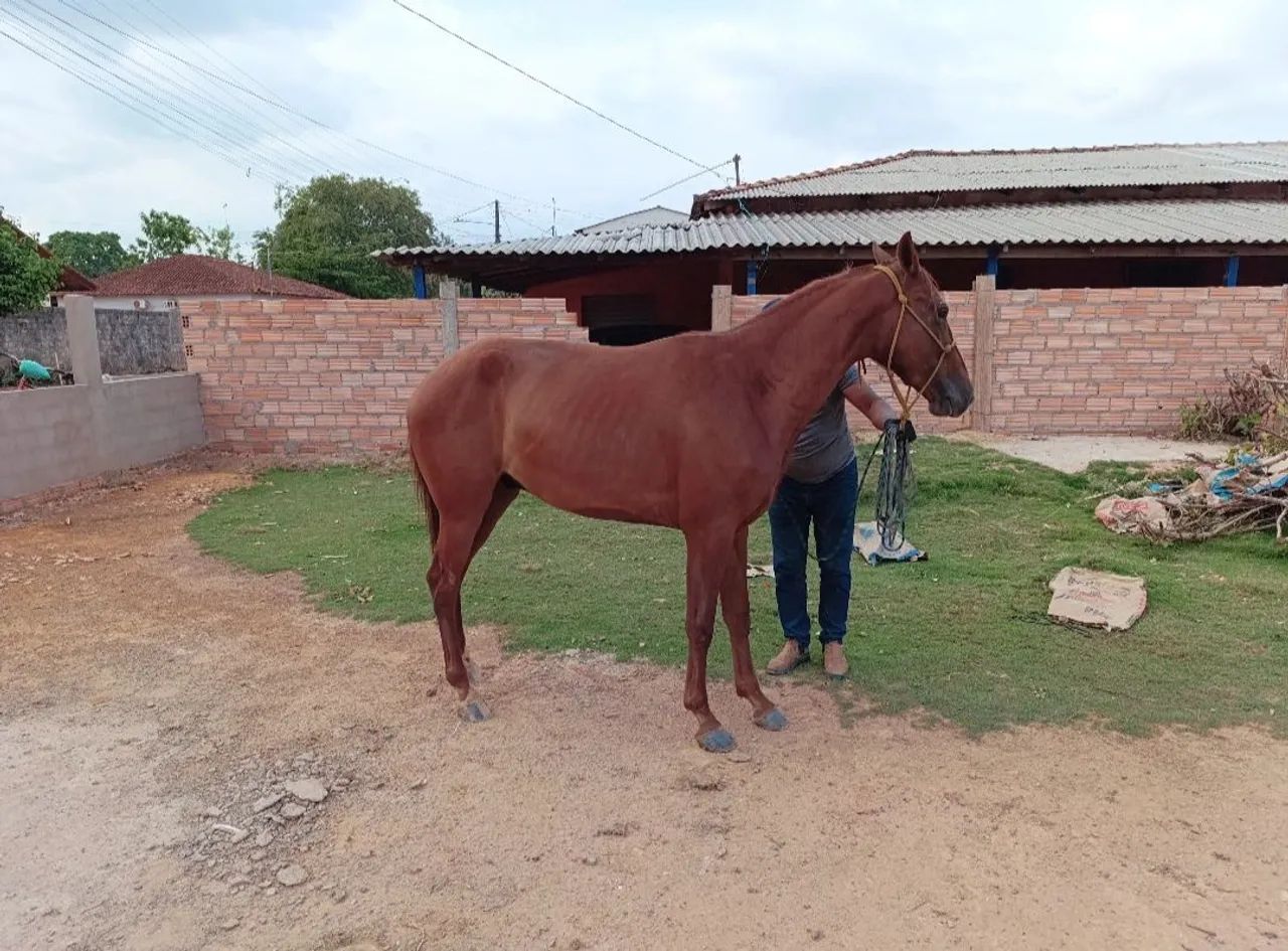 Cavalo quarto de milha/Manga Larga 